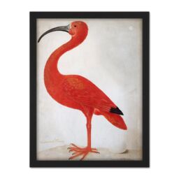 "Artery8 Wall Art Print Merian Scarlet Ibis Bird With Egg Skin Painting Large Framed Wall Décor Art in Black - Size: W18"" x H24""" - thumbnail 1