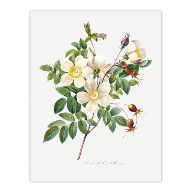 "Artery8 White Rose Floral Redoute Vintage Wall Art Print Poster - Size: W12"" x H16""" - image 1