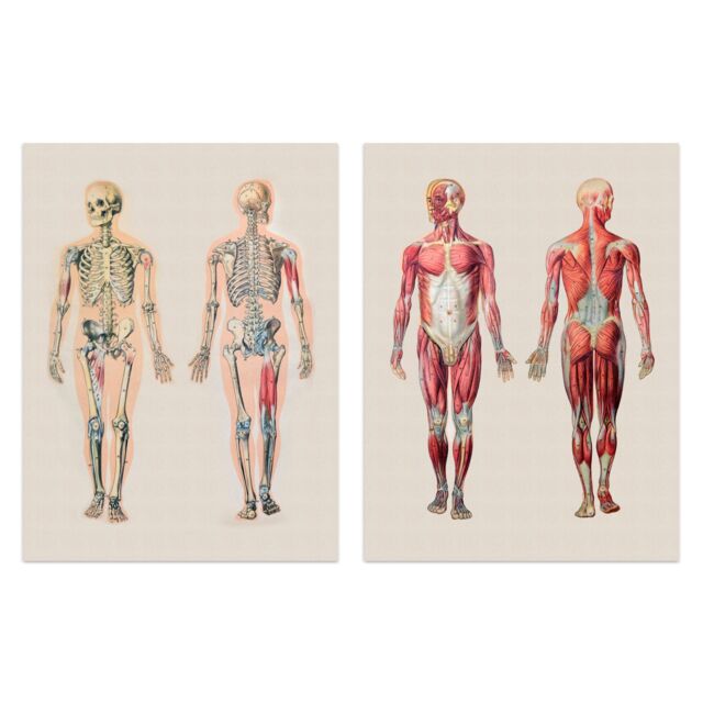 Artery8 Wall Art Print Human Body Muscle Bone Skeletal Diagrams Set Of 2 s Living Room Study Aesthetic Scientific Medical A4 - image 1