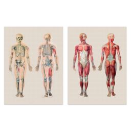Artery8 Wall Art Print Human Body Muscle Bone Skeletal Diagrams Set Of 2 s Living Room Study Aesthetic Scientific Medical A4 - thumbnail 1