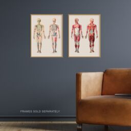 Artery8 Wall Art Print Human Body Muscle Bone Skeletal Diagrams Set Of 2 s Living Room Study Aesthetic Scientific Medical A4 - thumbnail 2