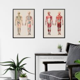 Artery8 Wall Art Print Human Body Muscle Bone Skeletal Diagrams Set Of 2 s Living Room Study Aesthetic Scientific Medical A4 - thumbnail 6