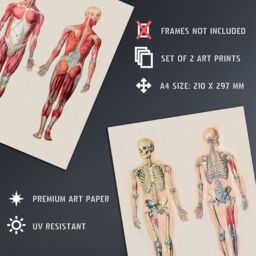 Artery8 Wall Art Print Human Body Muscle Bone Skeletal Diagrams Set Of 2 s Living Room Study Aesthetic Scientific Medical A4 - thumbnail 4