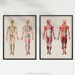 Artery8 Wall Art Print Human Body Muscle Bone Skeletal Diagrams Set Of 2 s Living Room Study Aesthetic Scientific Medical A4 - thumbnail 5