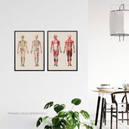 Artery8 Wall Art Print Human Body Muscle Bone Skeletal Diagrams Set Of 2 s Living Room Study Aesthetic Scientific Medical A4 - thumbnail 3