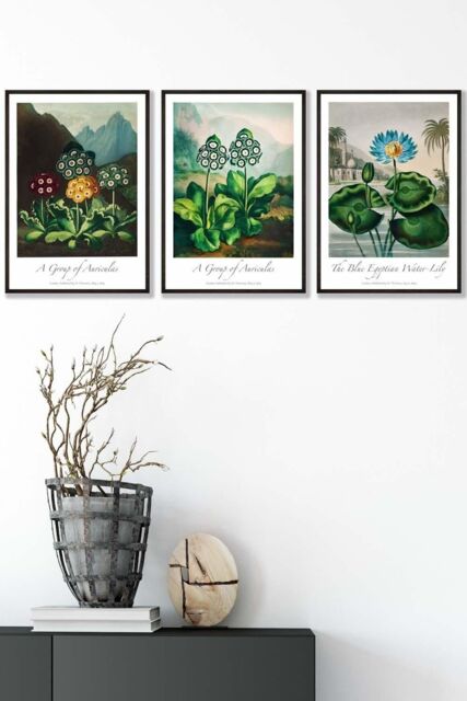 ARTZE Vintage Auricula & Lily Flowers Floral Framed Wall Art - Medium in Black - Size: W45 cm x H62 cm x D20mm - image 1