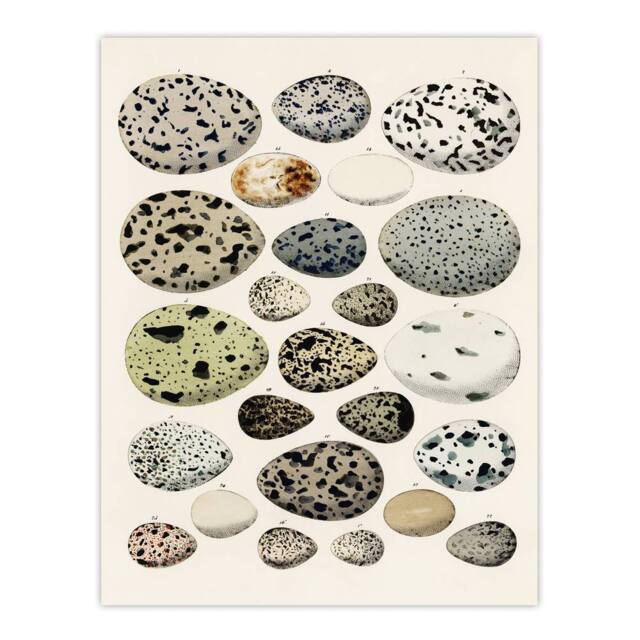 "Artery8 Different Species Bird Eggs Lorenz Oken Vintage Wall Art Print Poster in Beige - Size: W24"" x H32""" - image 1