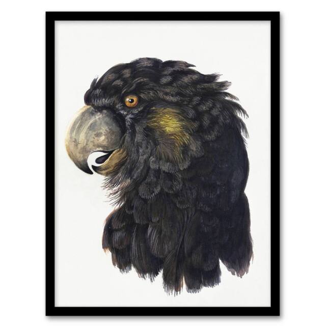 "Artery8 Cockatoo Parrot Head Watercolour Schouman Framed Wall Art Print in White - Size: W12"" x H16""" - image 1
