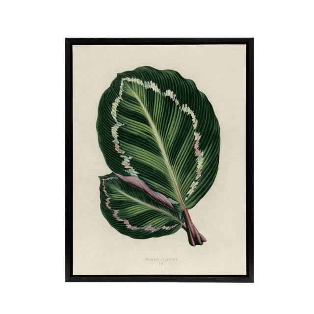 "Artery8 Vintage Botanical Maranta Calathea Leaves Fawcett Framed Canvas Art in Beige - Size: W12"" x H16""" - image 1