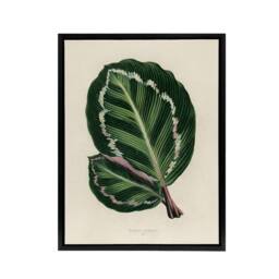 "Artery8 Vintage Botanical Maranta Calathea Leaves Fawcett Framed Canvas Art in Beige - Size: W12"" x H16""" - thumbnail 1