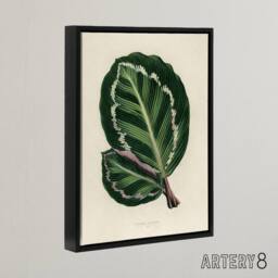 "Artery8 Vintage Botanical Maranta Calathea Leaves Fawcett Framed Canvas Art in Beige - Size: W12"" x H16""" - thumbnail 2
