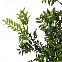 Leaf 60cm Artificial Nandina Bonsai Ficus Tree in Green - thumbnail 3