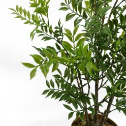 Leaf 60cm Artificial Nandina Bonsai Ficus Tree in Green - thumbnail 4