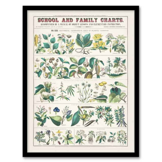 Artery8 Willson & Calkins Vintage Botanical Chart No XXII Framed Art Print in White - Size: A4 - image 1