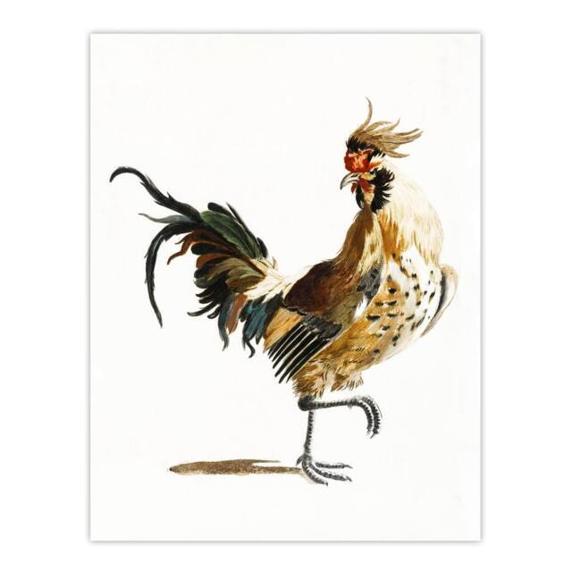 "Artery8 A Rooster Watercolour Painting Johan Teyler Wall Art Poster Print in White - Size: W18"" x H24""" - image 1