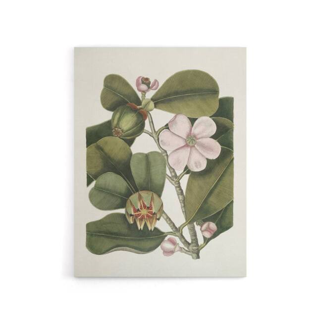 "Artery8 Balsam Tree Flower Vintage Botanical Catesby Canvas Wall Art in Green - Size: W18"" x H24""" - image 1