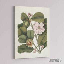 "Artery8 Balsam Tree Flower Vintage Botanical Catesby Canvas Wall Art in Green - Size: W18"" x H24""" - thumbnail 2