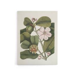"Artery8 Balsam Tree Flower Vintage Botanical Catesby Canvas Wall Art in Green - Size: W18"" x H24""" - thumbnail 1