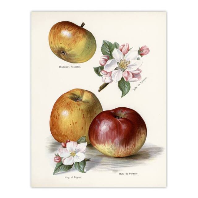 "Artery8 King of Pippins Apple Vintage Illustration Wright Wall Art Print in White - Size: W18"" x H24""" - image 1