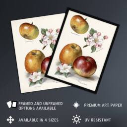 "Artery8 King of Pippins Apple Vintage Illustration Wright Wall Art Print in White - Size: W18"" x H24""" - thumbnail 2