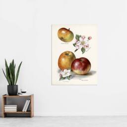 "Artery8 King of Pippins Apple Vintage Illustration Wright Wall Art Print in White - Size: W18"" x H24""" - thumbnail 4