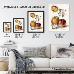 "Artery8 King of Pippins Apple Vintage Illustration Wright Wall Art Print in White - Size: W18"" x H24""" - thumbnail 3