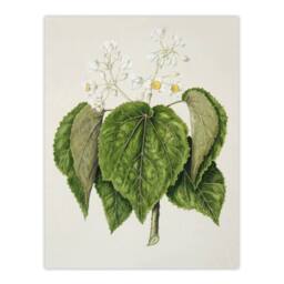 "Artery8 New Zealand Whau Cork Tree Flowers Featon Wall Art Poster Print in Beige - Size: W18"" x H24""" - thumbnail 1