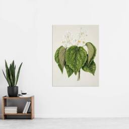 "Artery8 New Zealand Whau Cork Tree Flowers Featon Wall Art Poster Print in Beige - Size: W18"" x H24""" - thumbnail 4