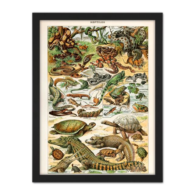 "Artery8 Wall Art Print Millot Encyclopedia Page Reptiles Snake Tortoise Large Framed Wall Décor Art in Light Oak - Size: W18"" x H24""" - image 1