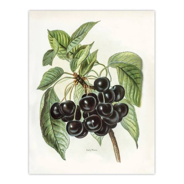 "Artery8 Vintage Artwork of Early Rivers Cherries Wright Wall Art Poster Print in White - Size: W12"" x H16""" - image 1