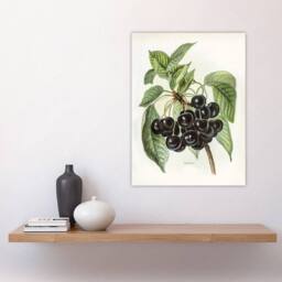 "Artery8 Vintage Artwork of Early Rivers Cherries Wright Wall Art Poster Print in White - Size: W12"" x H16""" - thumbnail 4