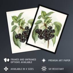 "Artery8 Vintage Artwork of Early Rivers Cherries Wright Wall Art Poster Print in White - Size: W12"" x H16""" - thumbnail 2