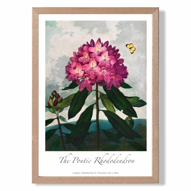 ARTZE Vintage Floral Exhibition - Rhododendron Flower Framed Print SIZE: A4 with Oak Frame in Pink - image 1