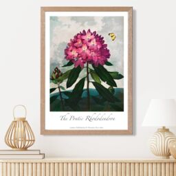 ARTZE Vintage Floral Exhibition - Rhododendron Flower Framed Print SIZE: A4 with Oak Frame in Pink - thumbnail 2