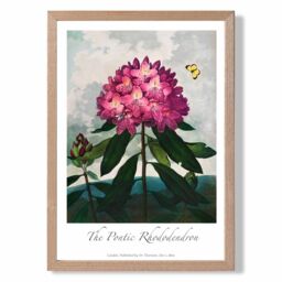 ARTZE Vintage Floral Exhibition - Rhododendron Flower Framed Print SIZE: A4 with Oak Frame in Pink