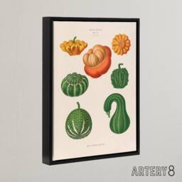 "Artery8 Ornamental Gourds Kitchen Decor Ernst Benary Framed Canvas Wall Art in White - Size: W24"" x H32""" - thumbnail 2