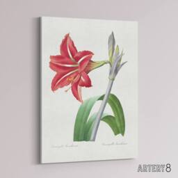 "Artery8 Brazilian Amaryllis Flower Redoute Vintage Canvas Wall Art in White - Size: W18"" x H24""" - thumbnail 2