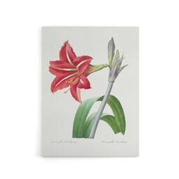 "Artery8 Brazilian Amaryllis Flower Redoute Vintage Canvas Wall Art in White - Size: W18"" x H24""" - thumbnail 1