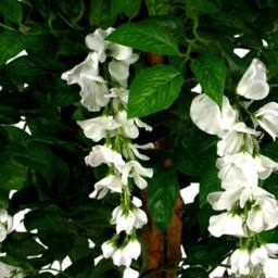 Leaf 130cm Artificial Wisteria Tree White Flowers Copper Planter in Green - thumbnail 2