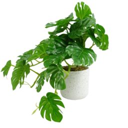 Leaf 30cm Artificial Green Potted Monstera Trailing Plant - thumbnail 1