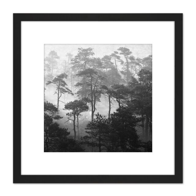 Artery8 Oja Lindi Nature Reserve Estonia Forest Trees Photo 8X8 Inch Square Wooden Framed Wall Art Print Picture with Mount in Black - image 1
