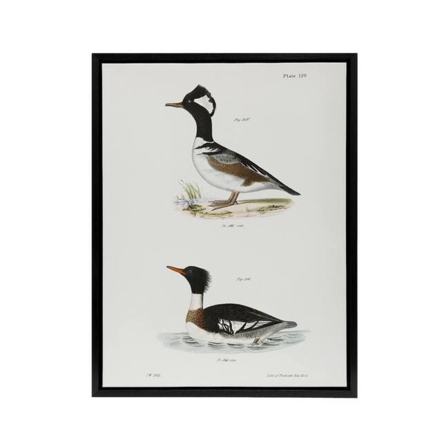 "Artery8 James De Kay Hooded & Red Breasted Sheldrake Framed Canvas Art Print in White - Size: W12"" x H16""" - image 1