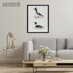"Artery8 James De Kay Hooded & Red Breasted Sheldrake Framed Canvas Art Print in White - Size: W12"" x H16""" - thumbnail 3