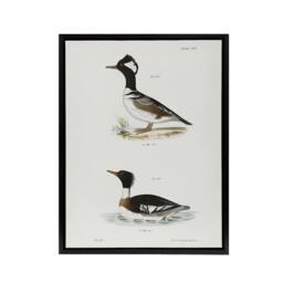 "Artery8 James De Kay Hooded & Red Breasted Sheldrake Framed Canvas Art Print in White - Size: W12"" x H16""" - thumbnail 1