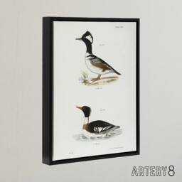 "Artery8 James De Kay Hooded & Red Breasted Sheldrake Framed Canvas Art Print in White - Size: W12"" x H16""" - thumbnail 2