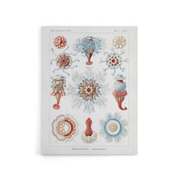 "Artery8 Siphonophorae Marine Life Haeckel Botanical Canvas Wall Art in White - Size: W18"" x H24""" - thumbnail 1