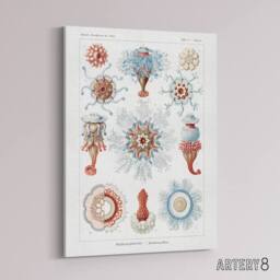 "Artery8 Siphonophorae Marine Life Haeckel Botanical Canvas Wall Art in White - Size: W18"" x H24""" - thumbnail 2