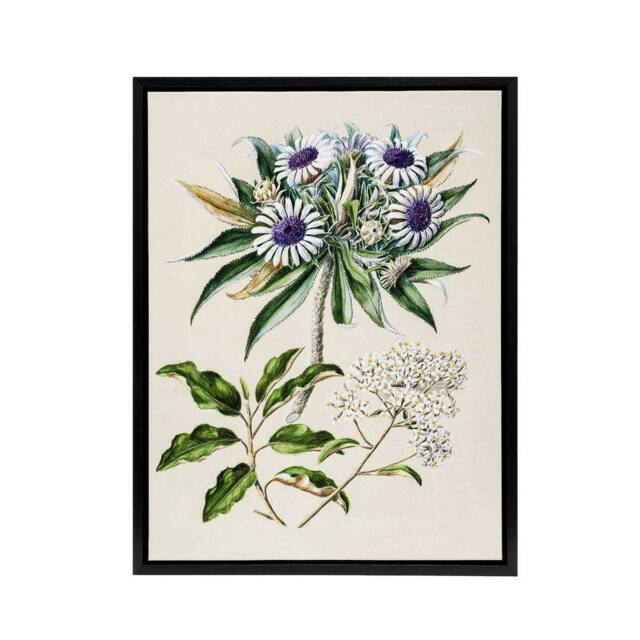 "Artery8 New Zealand Teteaweka Plant Flowers Featon Framed Canvas Wall Art in Beige - Size: W18"" x H24""" - image 1