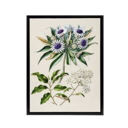 "Artery8 New Zealand Teteaweka Plant Flowers Featon Framed Canvas Wall Art in Beige - Size: W18"" x H24""" - thumbnail 1