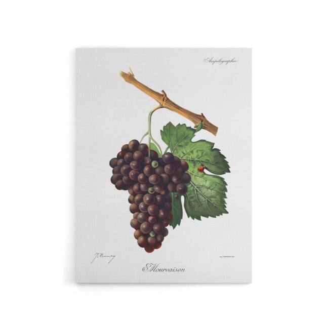 "Artery8 Wine Grapes Mourvaison Ampelography Troncy Canvas Wall Art in White - Size: W18"" x H24""" - image 1